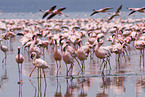 colonyof lesser flamingos